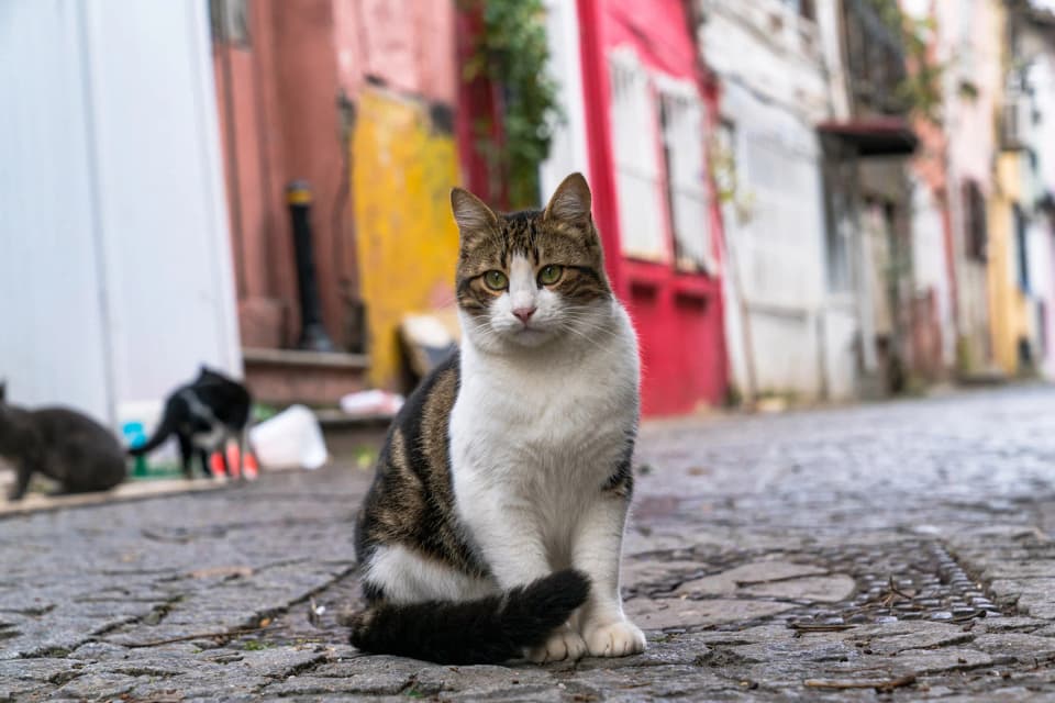 Copertina di Sassari, Comune e Asl uniscono le forze per i gatti liberi